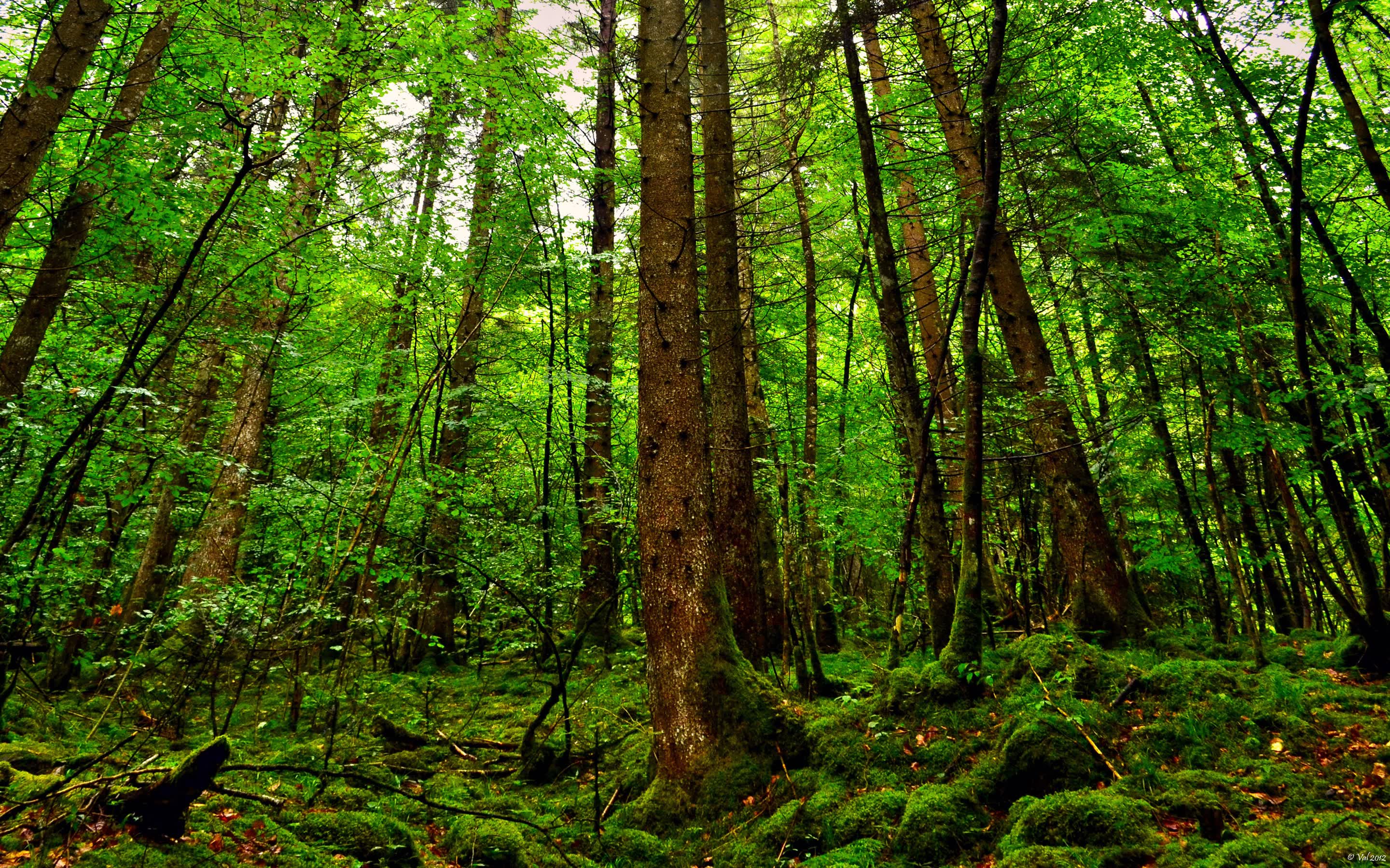 世界登山青年导师生态修复项目第17批结项名单公布，世界登山协会